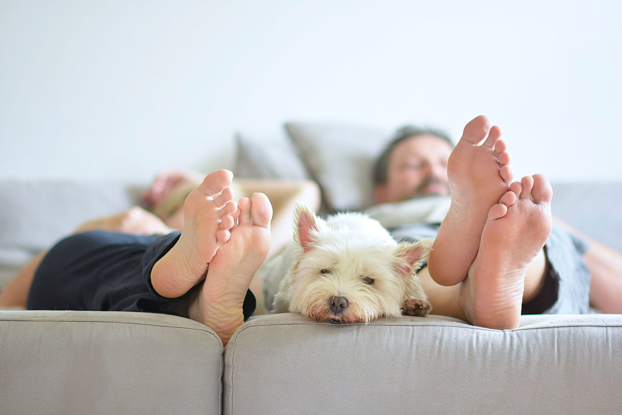 Comfortable home - happy dog